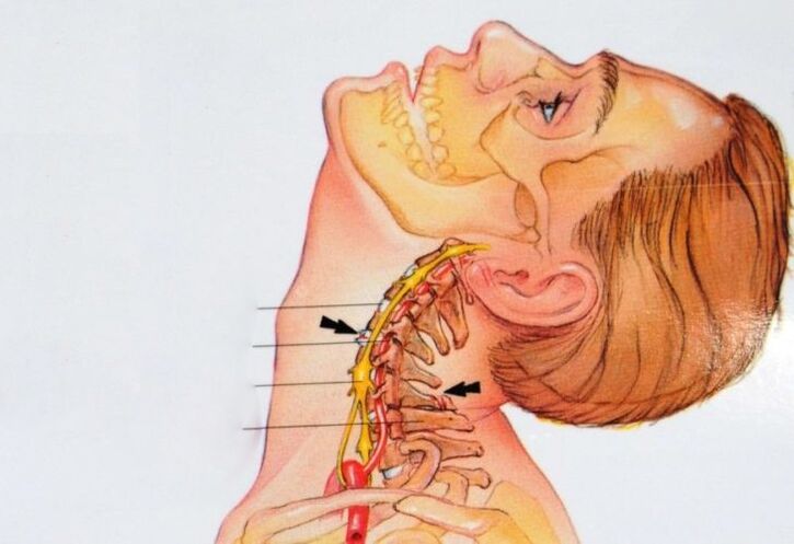 a estrutura das vértebras cervicais