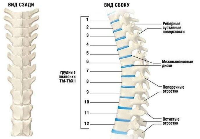 osteocondrose cervical